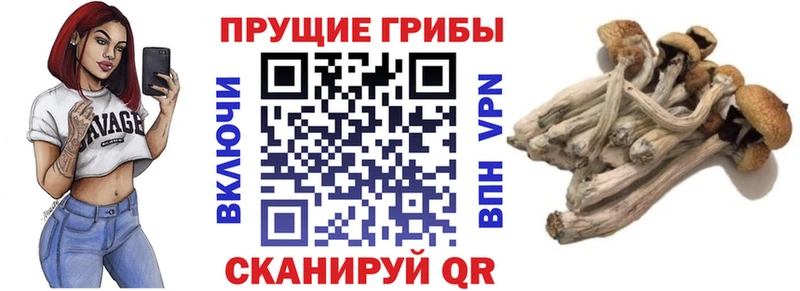 Галлюциногенные грибы мицелий  Чкаловск 